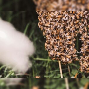 خواص کلی عسل وحشی 🌿