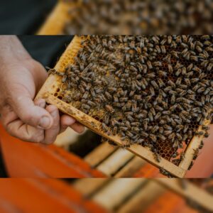 عسل وحشی چیست؟