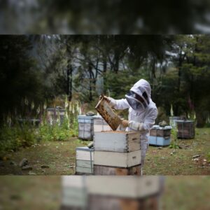 چرا عسل ارگانیک؟🌱