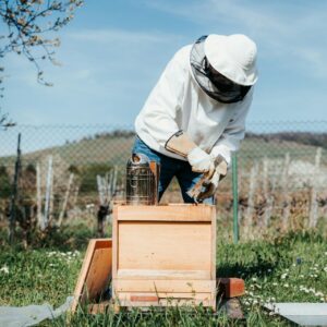 روش های برداشت و استخراج عسل — نحوه تولید عسل طبیعی در مزرعه 🍯🐝