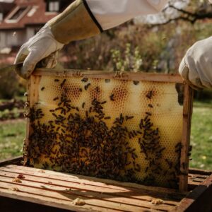 مدیریت کندو و بهداشت زنبورستان برای تولیدکننده عسل 🐝🏡