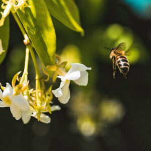 خلاصه فرایند کلی — عسل چگونه تولید میشود؟ 🍯🐝