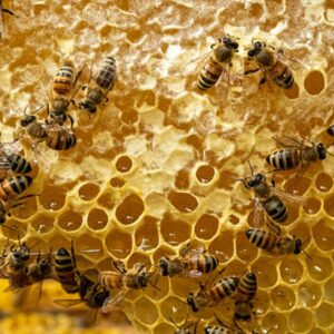 موم زنبور چیست؟ ترکیب و انواع