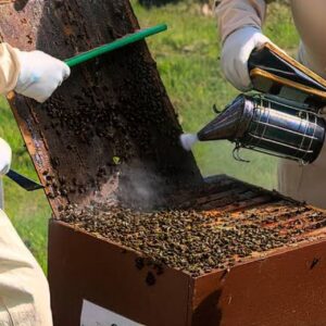 بررسی فنی و مرحله ای داخل کندو (قدم به قدم)