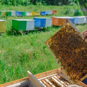 در یک نگاه: ۷ راه سریع برای پاسخ به سوال چگونه بفهمیم که کندو عسل دارد 🍯