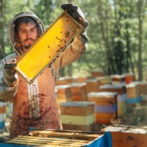 وقتی کندو پر از زنبور ولی عسل نیست — علل و راه حل ها