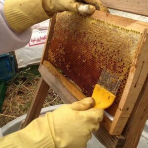 روش های جداکردن موم از عسل در منزل