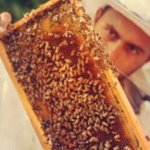 نشانه های عملی و تست های خانگی برای تشخیص عسل زنده