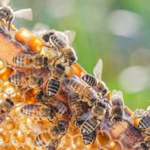 تفاوت عسل زنده (خام) با عسل پاستوریزه(تصفیه شده)