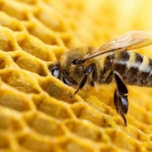 عسل زنده چیست ؟